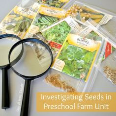 investigating seeds in preschool farm unit with magnifying glass and seed packets on table