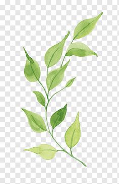 green leaves on a white background watercolor painting, leaf transparent background png clipart