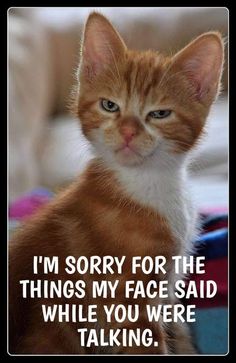 an orange and white cat with the caption i'm sorry for the things my face said while you were talking