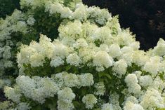 white flowers are blooming on the bush in front of some green leaves and bushes