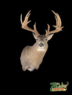 a white - tailed deer with large antlers on it's head is seen against a black background