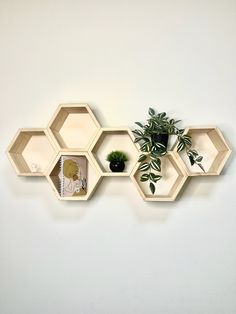 three hexagonal shelves with plants in them on the wall next to a potted plant