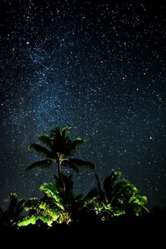 the night sky is filled with stars and palm trees in front of some green bushes