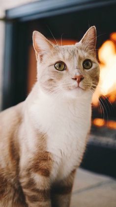 a cat sitting in front of a fire place