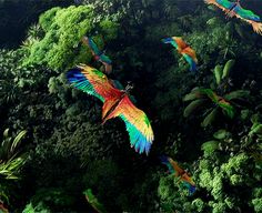 there are many colorful birds flying in the air over trees and bushes with green foliage