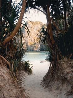 a path leading to a lake surrounded by palm trees and other vegetation on either side