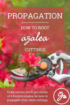 a pair of garden shears cutting flowers with text overlay that reads, how to root agalea cuttings