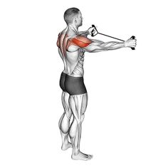 an image of a man doing exercises with the muscles highlighted in front and behind his back