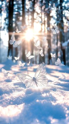 white butterflies flying in the air over snow covered ground with trees and sunlight behind them