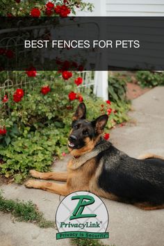 a dog laying on the ground in front of red flowers with text that reads best fences for pets