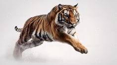 a tiger running in the snow with it's front paws on its hind legs