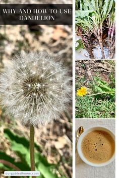 a dandelion with the words, why and how to use dandelion