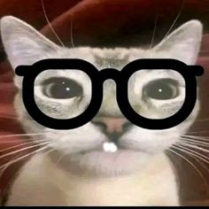 a cat with glasses on it's face and the caption reads, what is that?