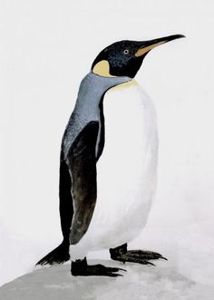 a penguin standing on top of snow covered ground next to a white and black bird