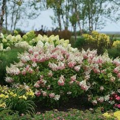 pink and white flowers are in the middle of a flower garden with green trees behind them