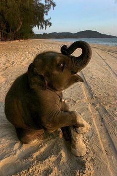 an elephant sitting on the beach with its trunk up