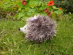 a small hedgehog sitting in the grass