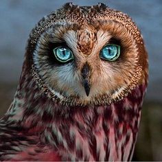 an owl with blue eyes is looking at the camera