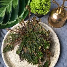 some plants are sitting on a white plate