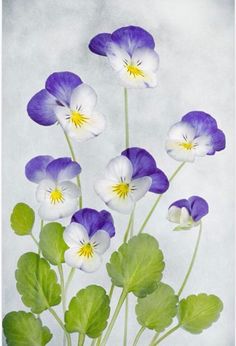 purple and white pansies in a vase with green leaves on a gray tablecloth