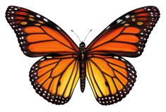 a large orange butterfly flying in the sky