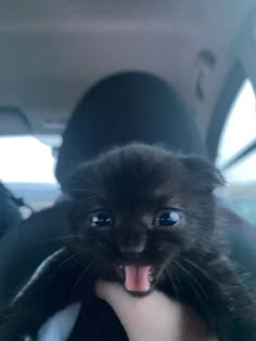 a black cat sitting in the back seat of a car with it's tongue hanging out