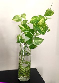 a glass vase filled with green plants on top of a black table next to a white wall