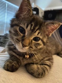 a small kitten laying on top of a bed