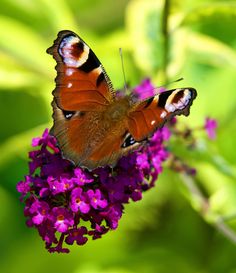 a butterfly sitting on top of a purple flower