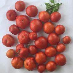 tomatoes and basil on a cutting board ready to be cut