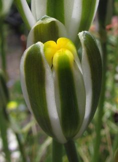 a close up of a flower with green and white stripes