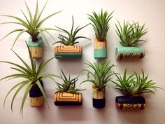 there are many air plants on the wall