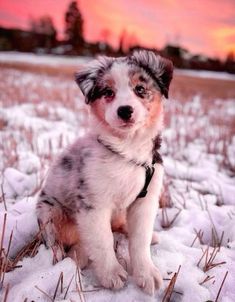 a small dog sitting in the snow at sunset