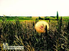 a dandelion sitting in the middle of tall grass