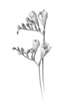 a pencil drawing of some flowers on a white background with black border around the edges