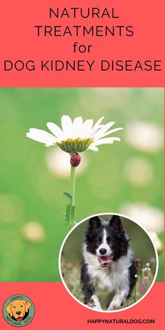 Is your dog suffering from kidney failure or kidney disease? Learn natural treatments that support their kidneys and prolong their life. Natural Dog Remedies, Kidney Flush, Kidney Supplements, Oils For Dogs, Healthy Benefits