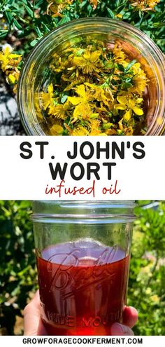 st john's wort infused oil in a jar with yellow flowers and text overlay