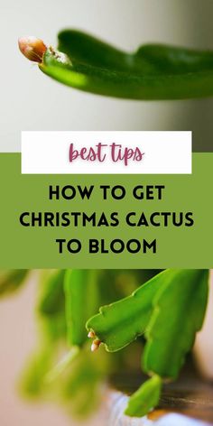 From the best light to the best soil and watering routine, learn how to get your Christmas cactus to bloom!  As short day plants, Christmas and Thanksgiving cactus need specific hours of light in the fall and specific temperatures in order to bloom.  Learn how to care for your Chrimstas cactus so it flowers right here! How To Get Christmas Cactus To Bloom, How To Take Care Of Christmas Cactus, How To Root A Christmas Cactus, Xmas Cactus, Fancy Plants, Gardening Inside