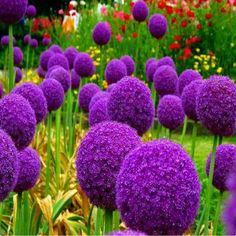 purple flowers are growing in the middle of a flower garden with many different colored flowers