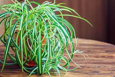 a potted plant sitting on top of a wooden table