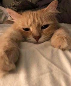 an orange cat laying on top of a bed