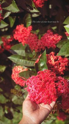 a hand holding red flowers in front of green leaves