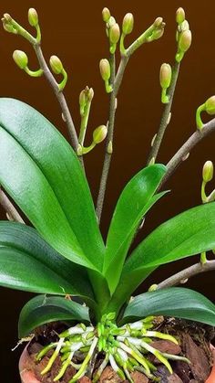 a potted plant with green leaves and buds on the top, in front of a brown background