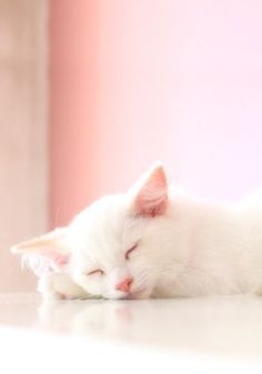 a white cat sleeping on top of a table next to a green bookcase and pink wall