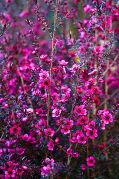 pink flowers are growing in the middle of a field with purple stems and green leaves