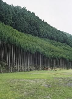 a large group of trees that are on the side of a hill with grass in front of them