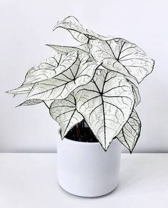 a white potted plant sitting on top of a table