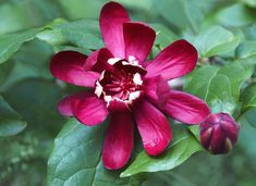 a red flower with white stamens on it's center surrounded by green leaves