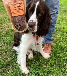 a brown and white dog standing next to a person holding a bag of carrots