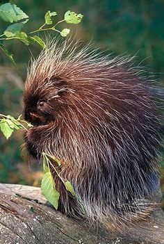 a porcupine eating leaves from a tree branch